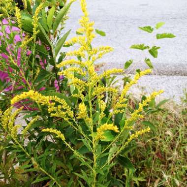 Goldenrod