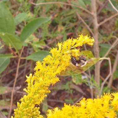 Goldenrod