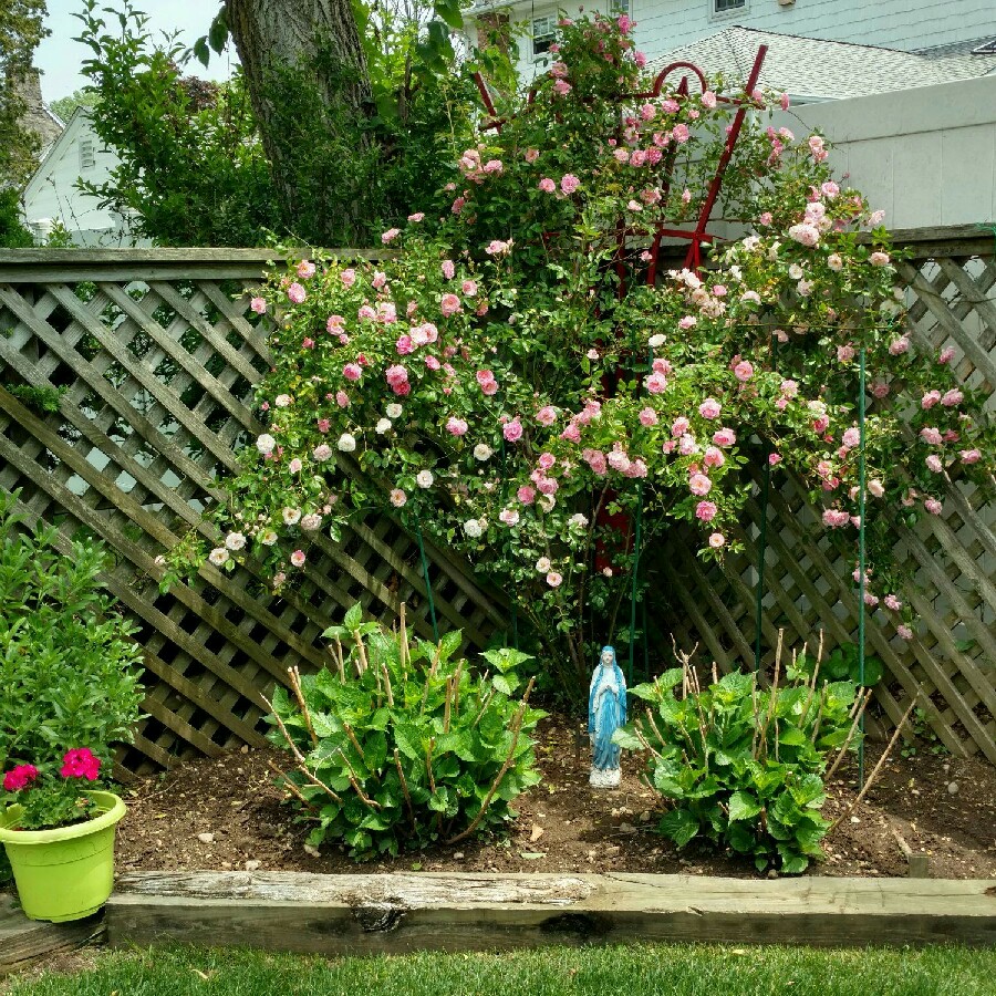 Plant image Rosa 'Zephirine Drouhin'