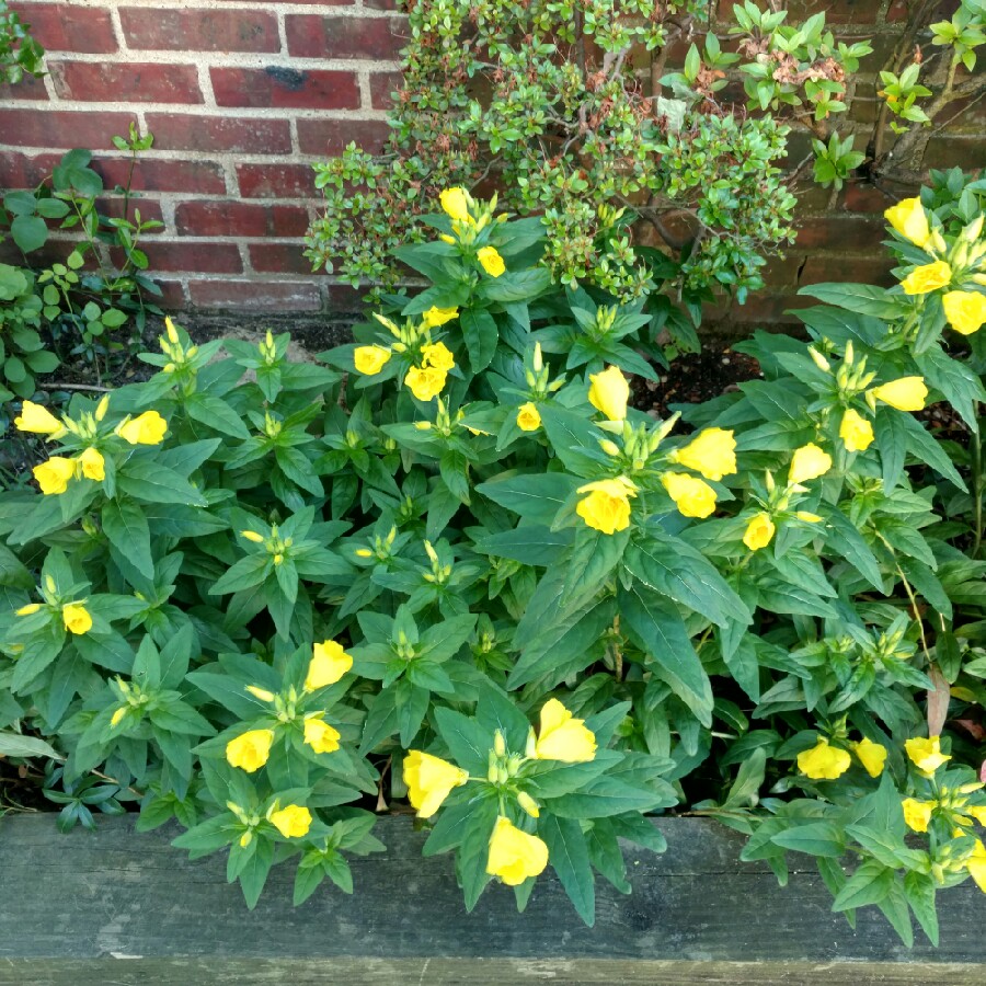 Plant image Ranunculus acris