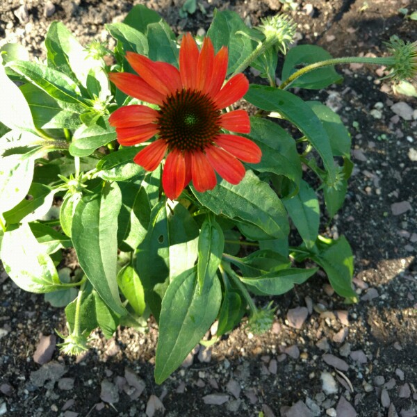 Plant image Echinacea 'Harvest Moon' (Big Sky Series) syn. Echinacea 'Matthew Saul'