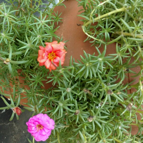 Portulaca grandiflora 'Everbloom' (Mix)