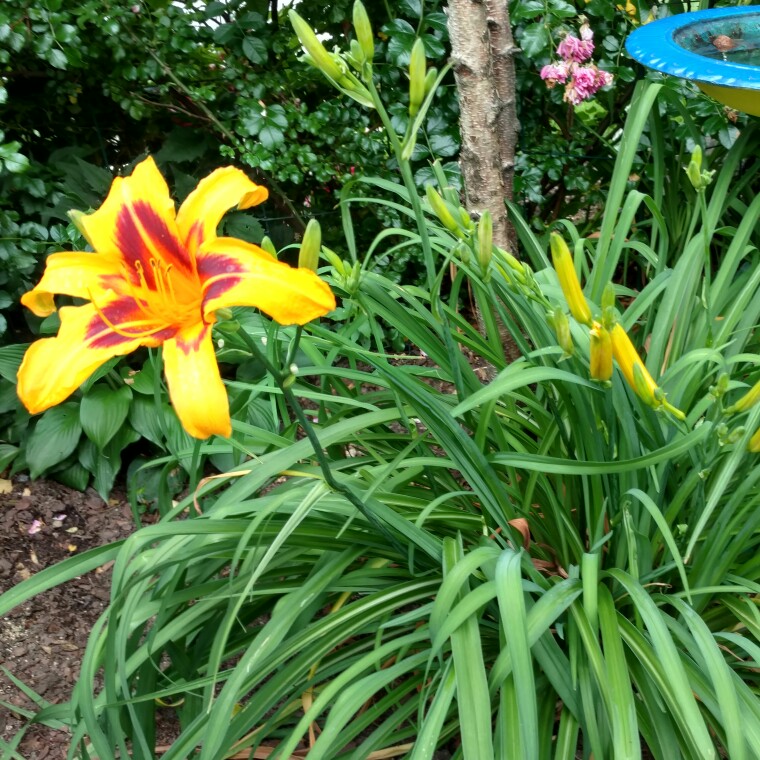 Plant image Hemerocallis 'Black-Eyed Stella'