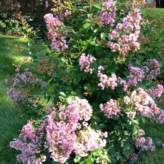 Plant image Lagerstroemia indica 'Twilight'