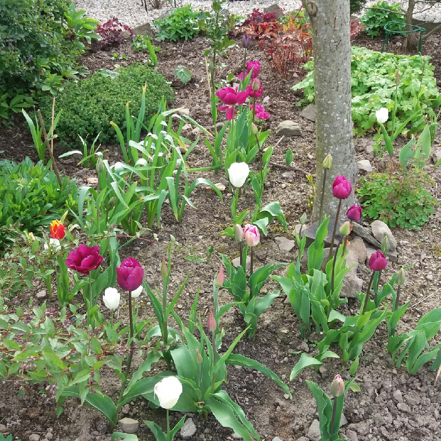 Plant image Tulipa 'China Pink'