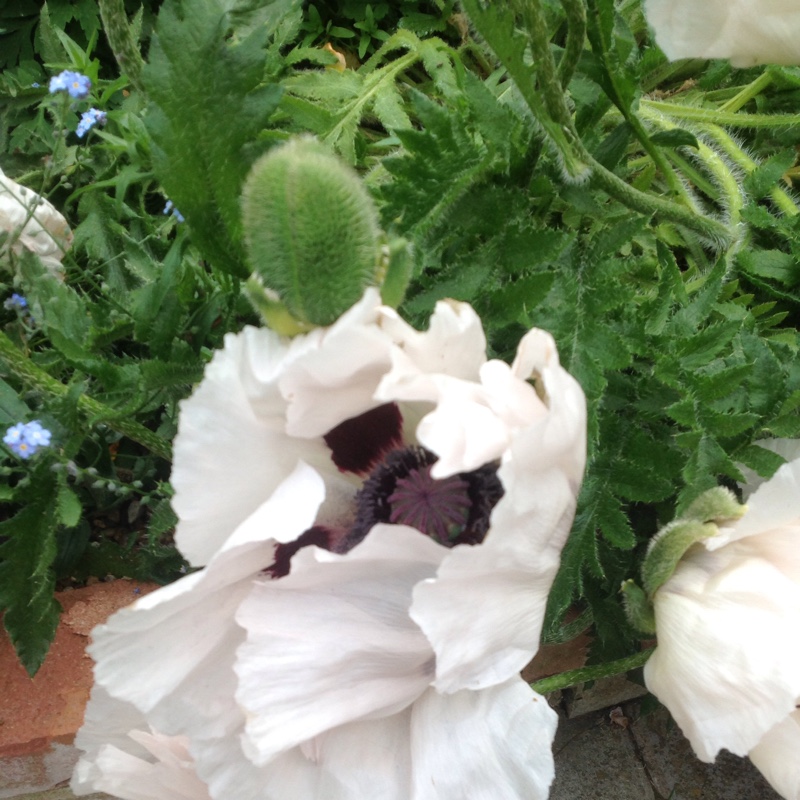 Oriental Poppy 'Royal Wedding'