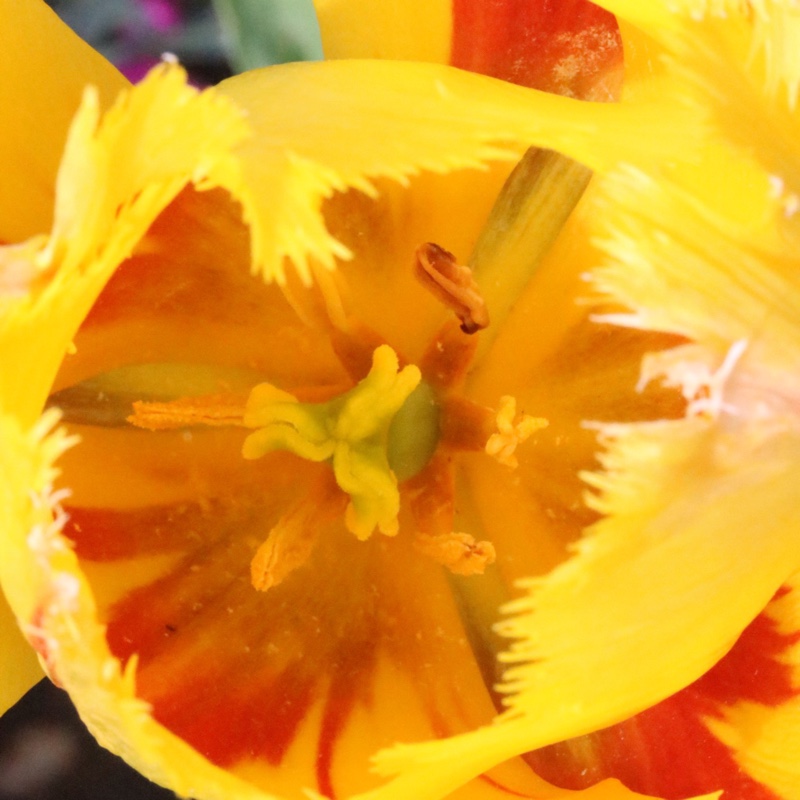 Plant image Tulipa 'Georgette'