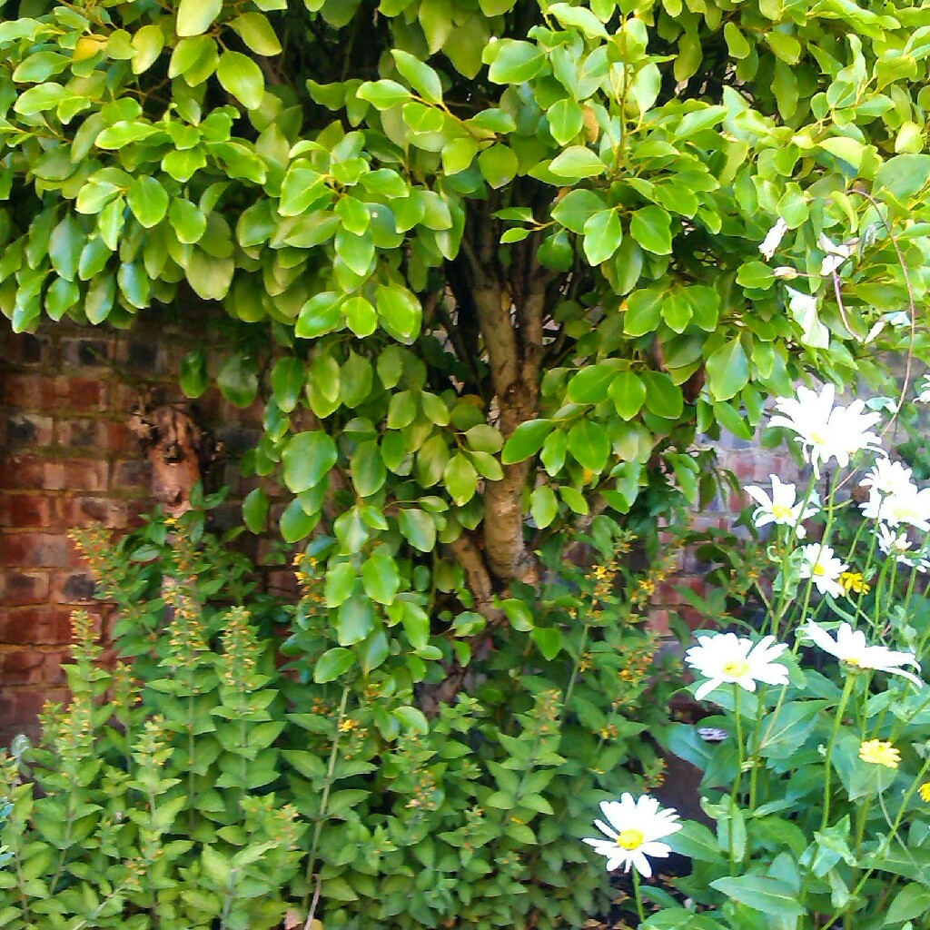 Plant image Griselinia littoralis