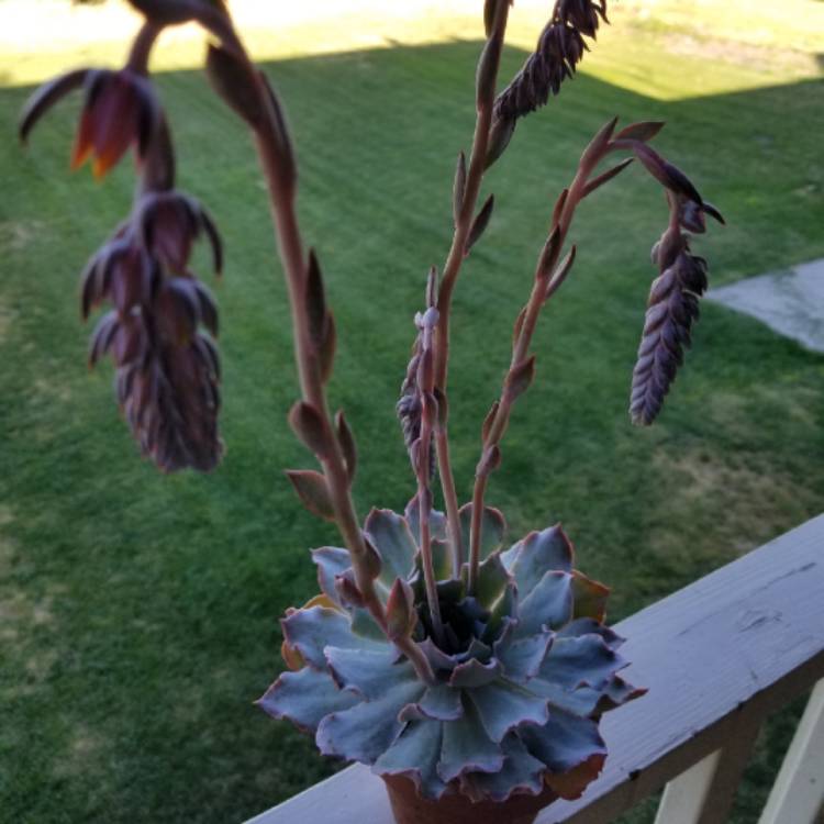 Plant image Echeveria Blue Heron