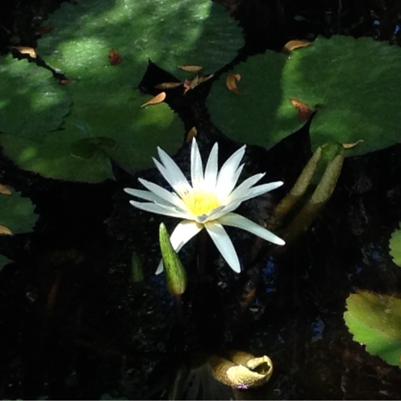 Plant image Magnolia stellata 'Waterlily'