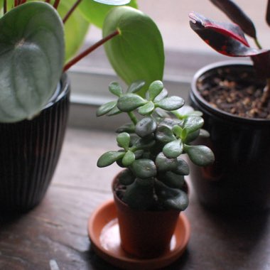 Dwarf Jade Plant