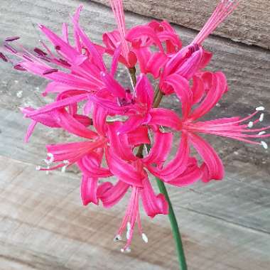 Nerine