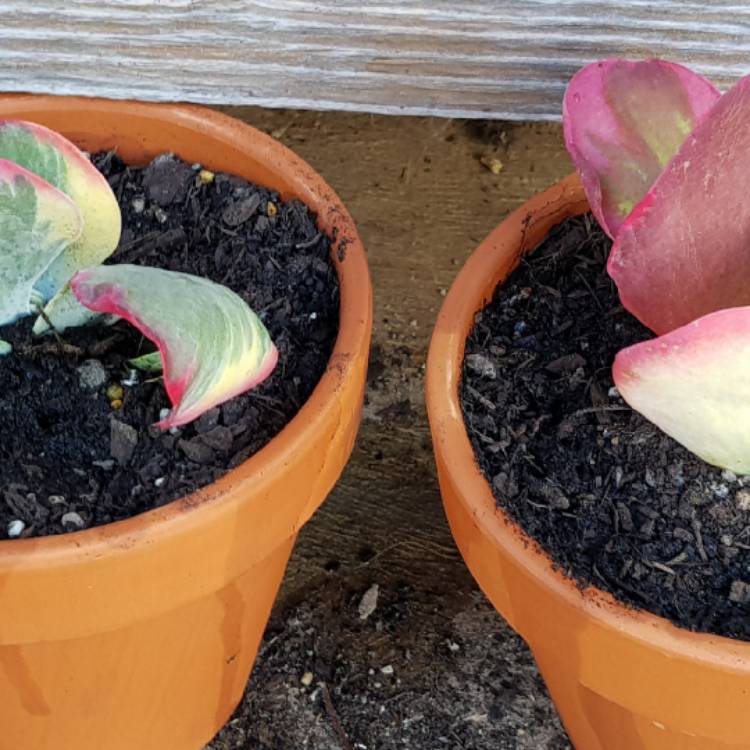 Plant image Kalanchoe Thyrsiflora Variegated