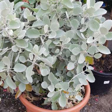 Kalanchoe Bracteata