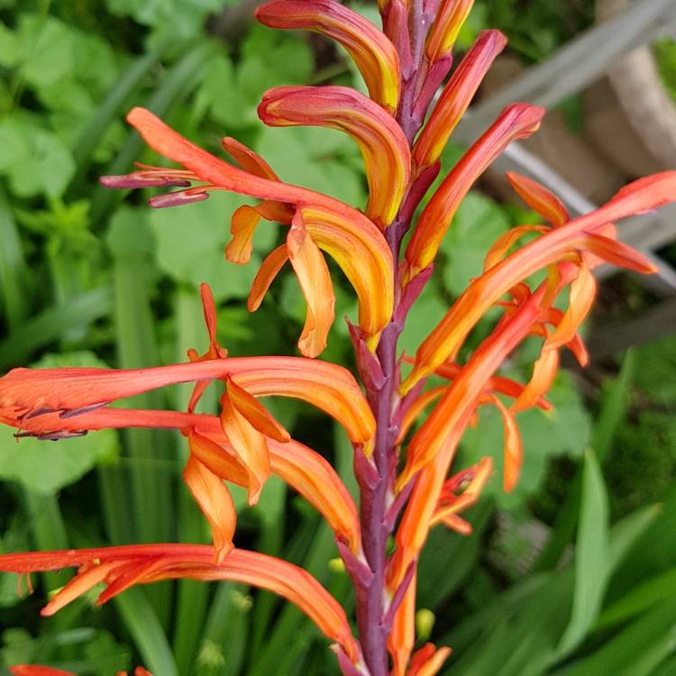 Plant image Watsonia meriana var. bulbillifera