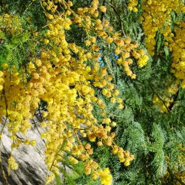 Acacia pycnantha