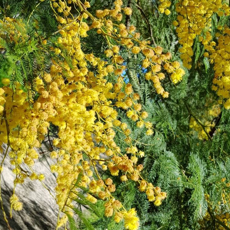 Plant image Acacia pycnantha