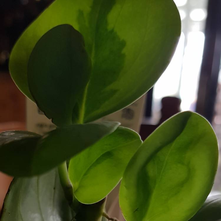 Plant image Peperomia orba 'Pixie Lime'