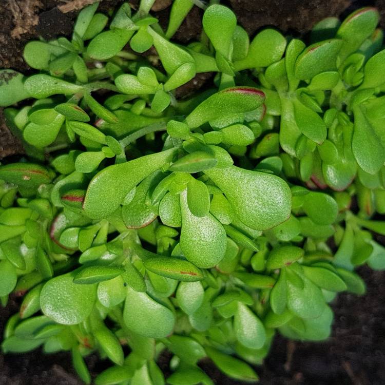 Plant image Crassula pubescens subsp. radicans 'Red Carpet'