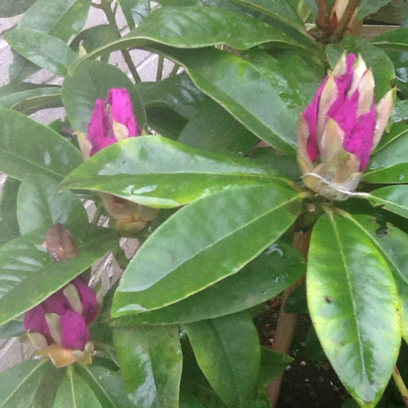 Plant image Rhododendron 'Night Sky'