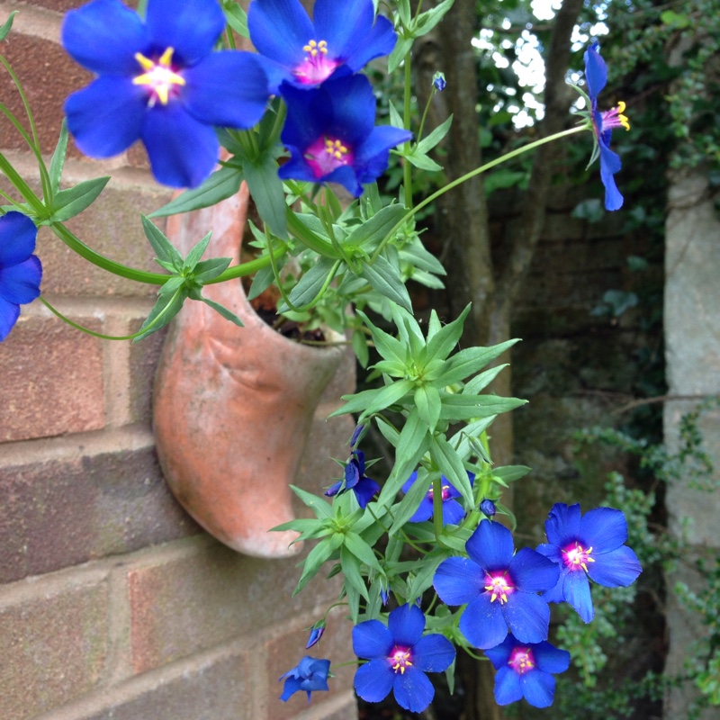 Plant image Anagallis Monelli 'Sky Lover'