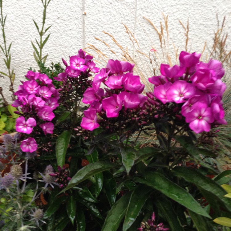 Plant image Phlox paniculata 'Sweet Summer™ Festival'