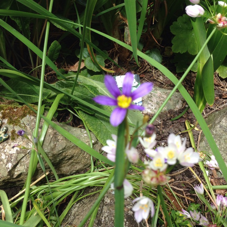 Plant image Sisyrinchium bellum