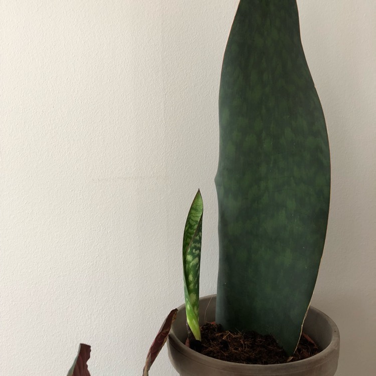 Plant image Sansevieria masoniana