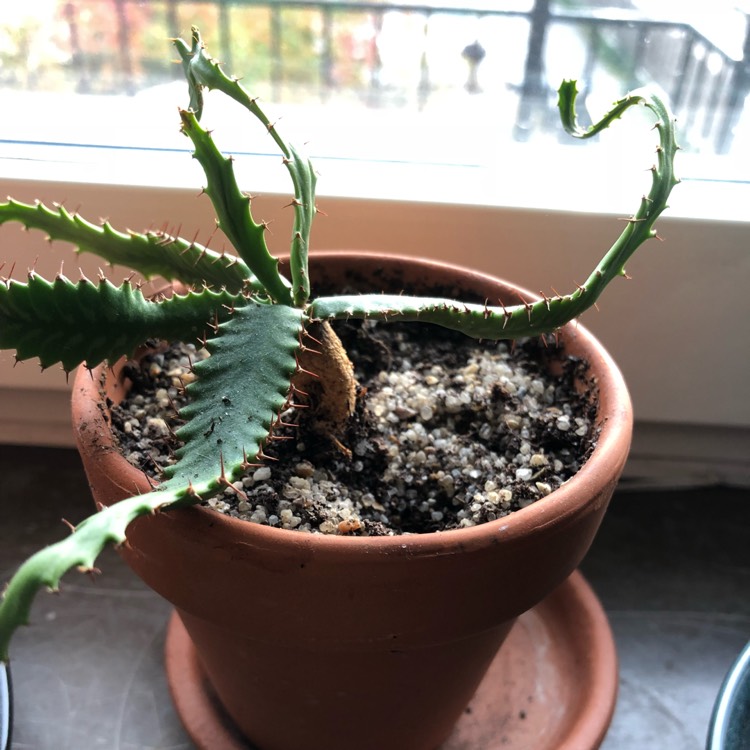 Plant image Euphorbia stellata