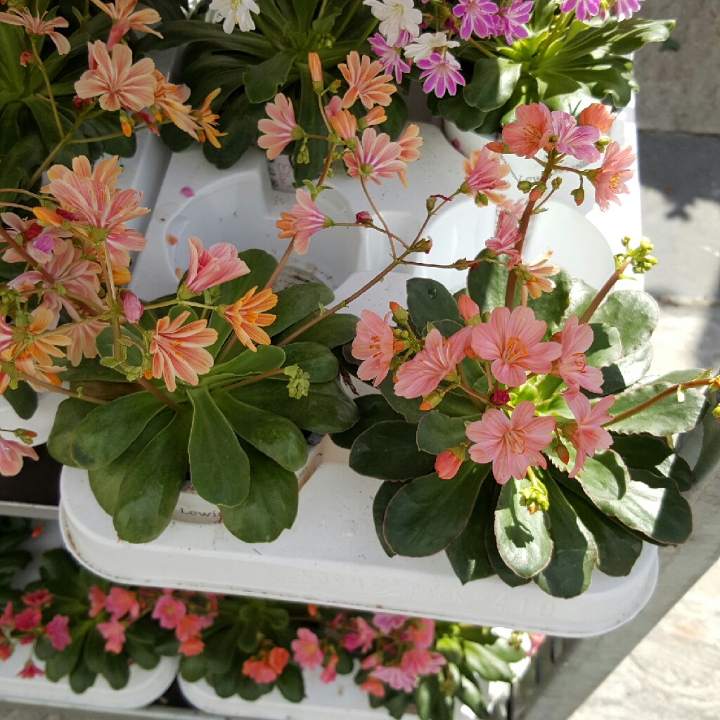 Plant image Lewisia Cotyledon 'Beckneri'