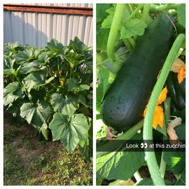 Cucurbita pepo var. cylindrica 'Cocozelle'