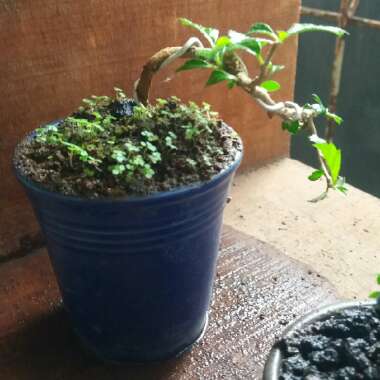 Fukein Tea Tree (Bonsai)