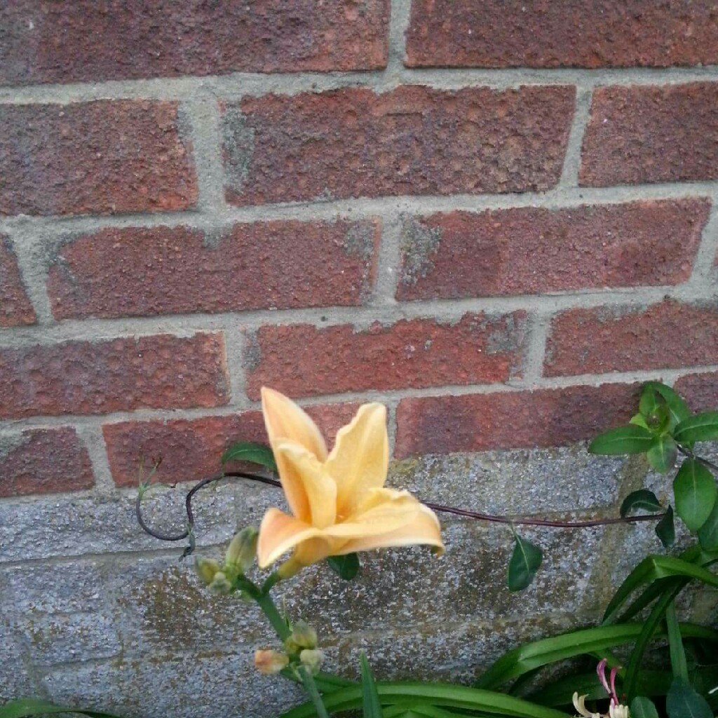 Plant image Hemerocallis citrina