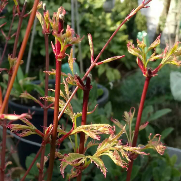 Plant image Acer Palmatum 'Beni-Shichihenge'