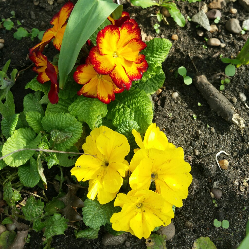 Plant image Primula Polyantha 'Fire dragon'