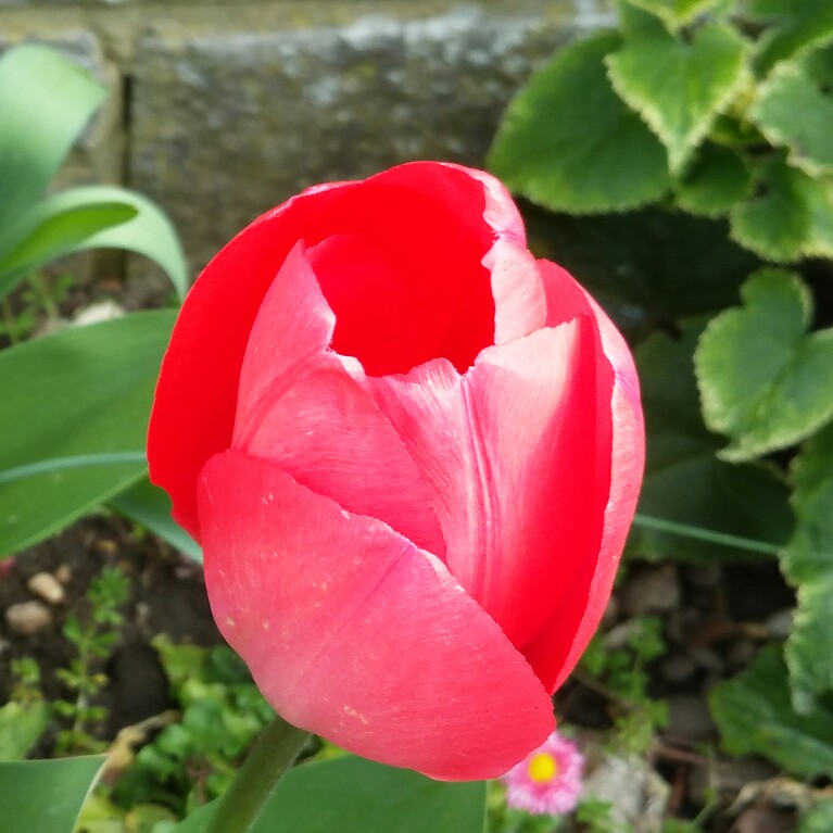 Plant image Tulipa 'Sun Lover'