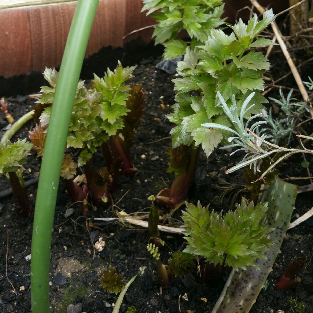 Plant image Levisticum officinale