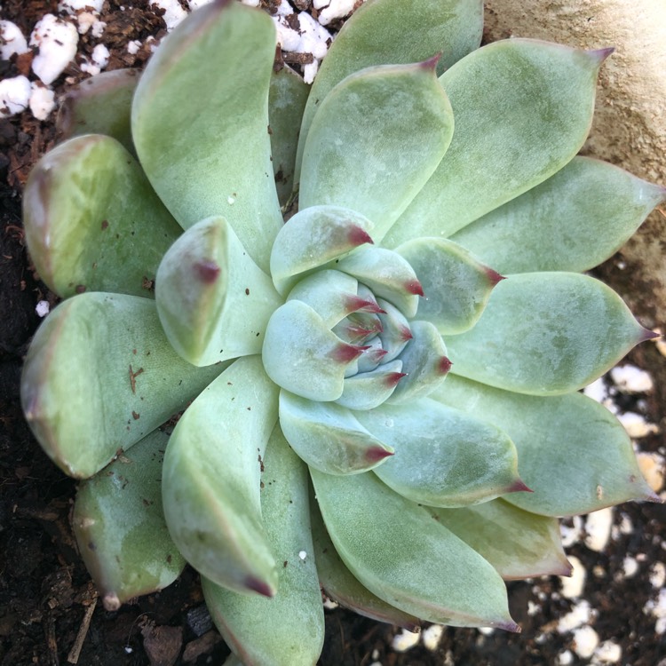 Plant image Echeveria Cuspidata var. Zaragozae