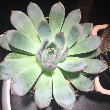 Echeveria 'Pulidonis'