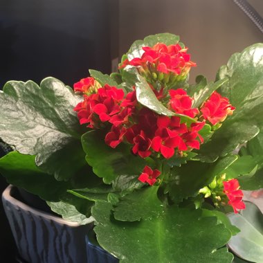 Christmas Kalanchoe