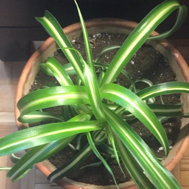 Spider Plant 'Bonnie'