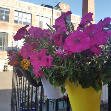 Petunia 'Patio Hot Pink'