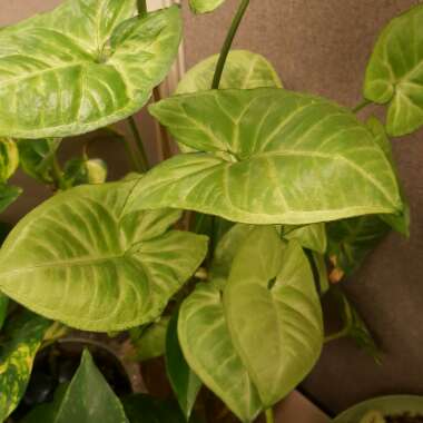 Syngonium podophyllum 'White Butterfly'