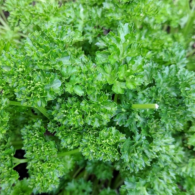 Plant image Petroselinum Crispum 'Curly'