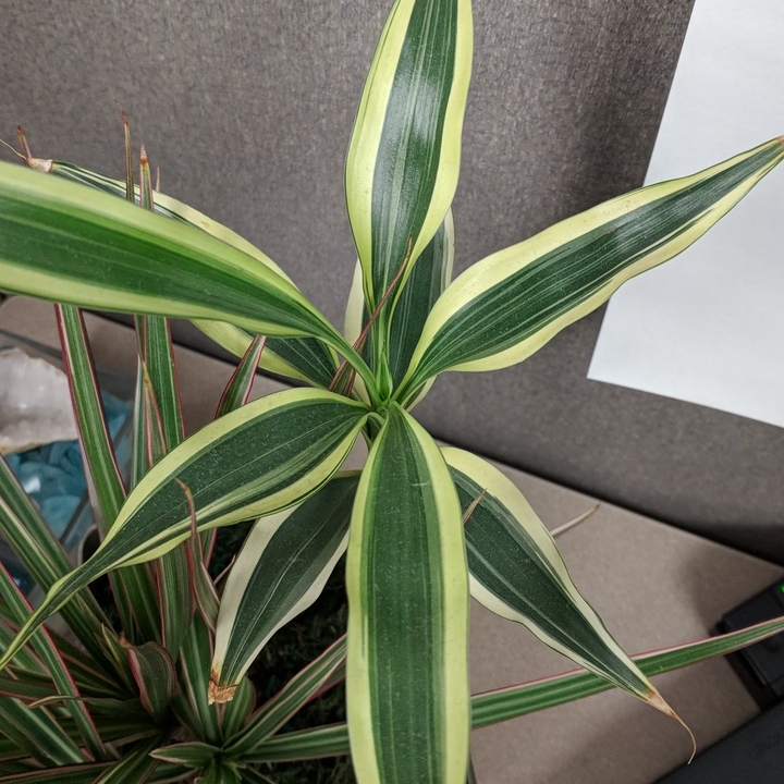 Plant image Dracaena Reflexa 'Variegata'