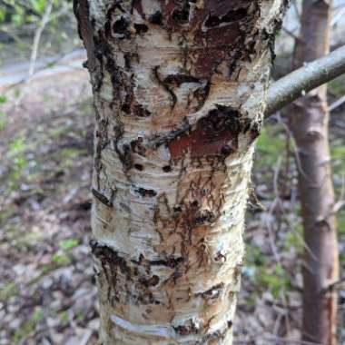 Betula pendula