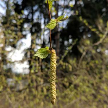 Betula pendula