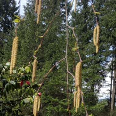 Betula pendula