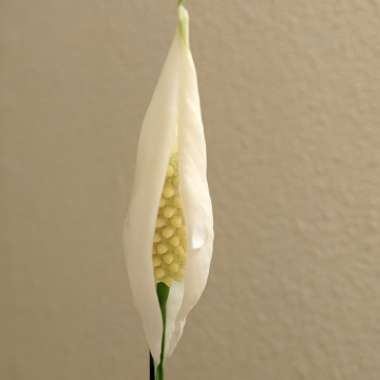 Spathiphyllum wallisii