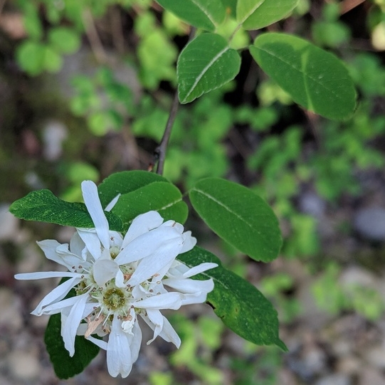 Plant image Amelanchier alnifolia